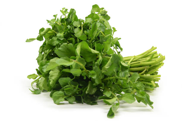 istock Freshly picked organic watercress isolated 1097125540