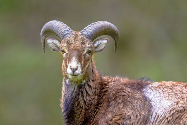 istock Close up Mouflon sheep male on hill 1097125572