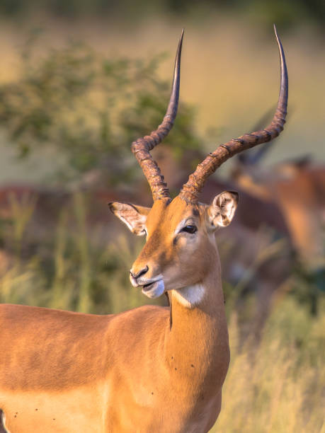 istock Impala male with antlers 1097125756