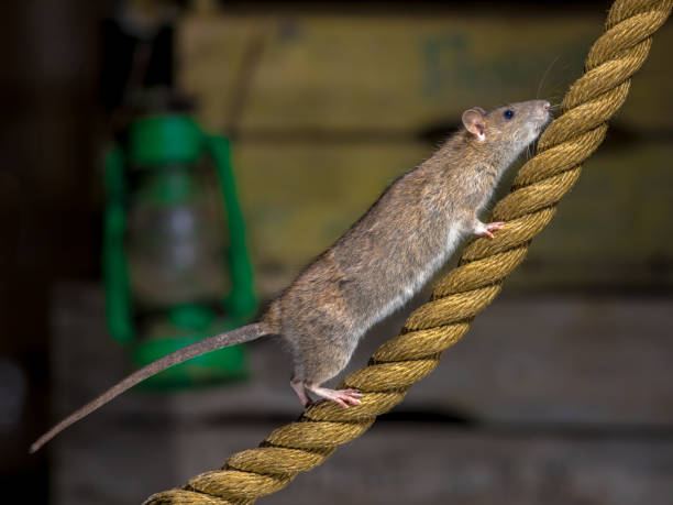 istock Brown rat on walking on anchor rope 1097125940