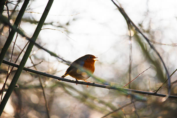 istock Robin Perched on branch against the sun 1097126152