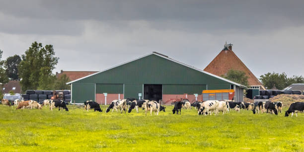 fazenda de gado leiteiro celeiro no campo holandês - cow field dutch culture netherlands - fotografias e filmes do acervo