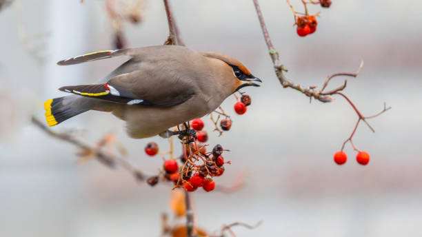 istock Bohemian waxwing eating berries 1097126924