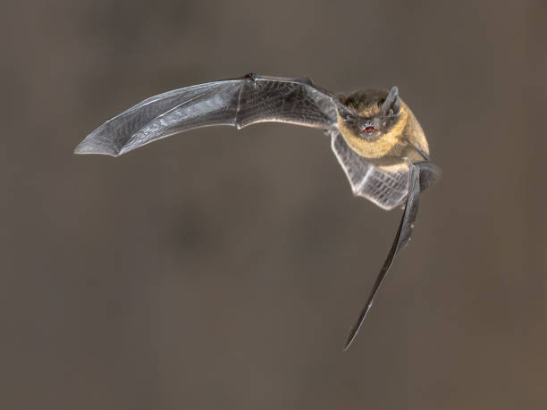 istock Flying Pipistrelle bat on brown background 1097129114