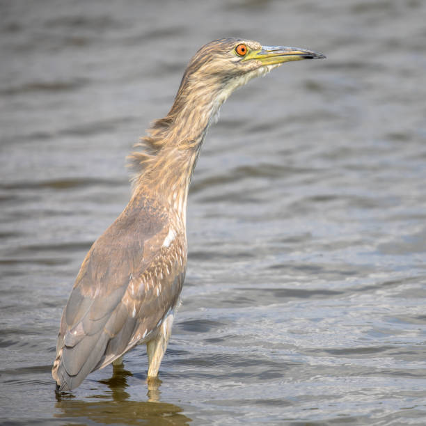 istock Black crowned Night Heron juvenile 1097129226