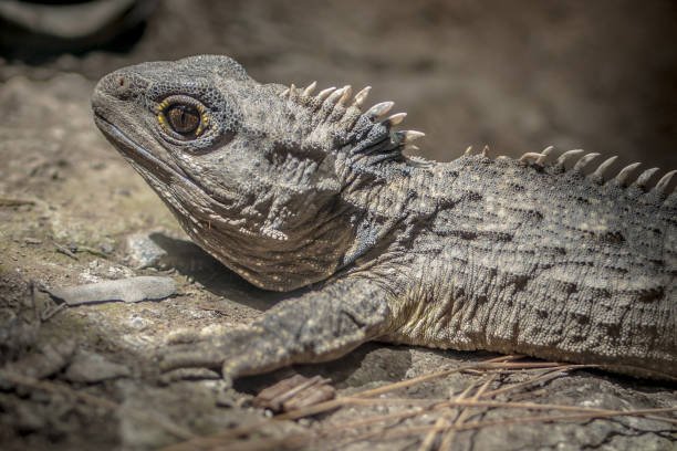 istock Head of Tuatara 1097129326
