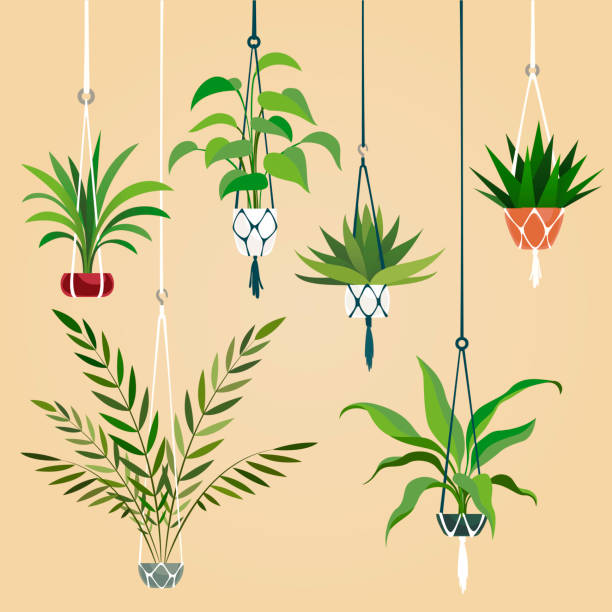 Hanging house plant. Indoor plants with macrame hanger. Scandinavian interior planting vector set Hanging house plant. Indoor plants with macrame hanger. Scandinavian interior planting vector illustrations thread stock illustrations