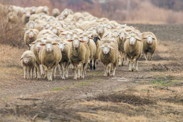 istock Flock of sheep, sheep on field 1097132656