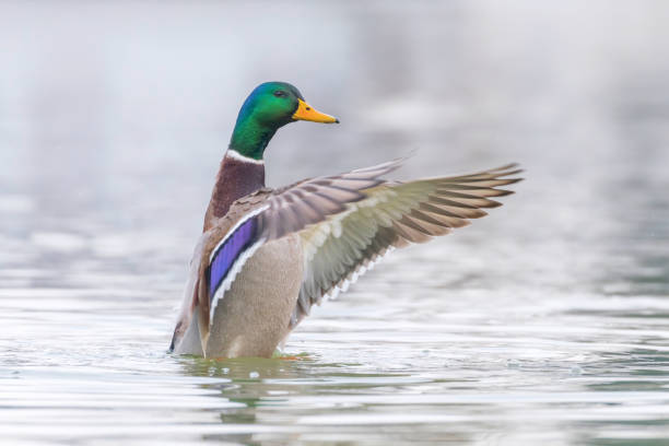istock Wild duck flapping wings, mallard male (Anas platyrhynchos) 1097135214