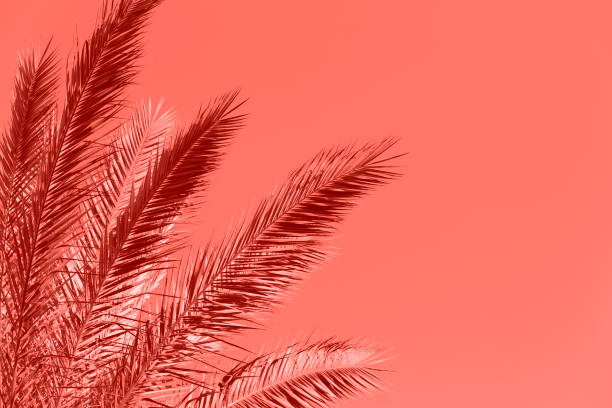 Living Coral Palm Tree Color of the Year 2019 Summer Tropical Background Living Coral Palm Tree Color of the Year 2019 Summer Tropical Background Copy Space coral colored photos stock pictures, royalty-free photos & images