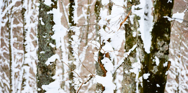 vista de primer plano de troncos de pino cubierto de nieve. parque nacional de abruzzo, lazio y molise, italia. - snowboard non urban scene woods snowboarding fotografías e imágenes de stock