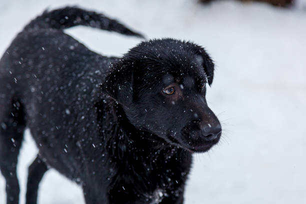 istock Stray dogs in the winter outside 1097145744