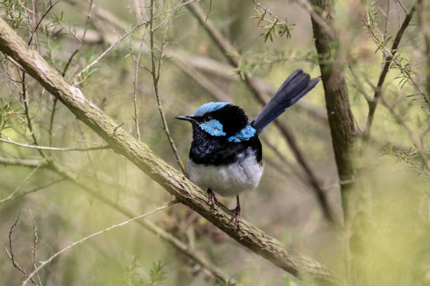istock Superb Fairy Wren 1097147768