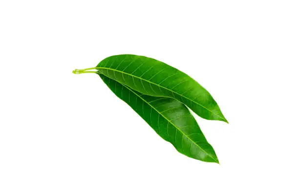 Photo of Green Mango leaf isolated on white background