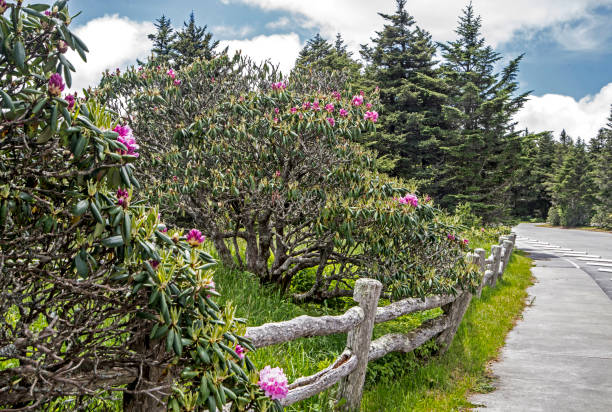 istock A concrete trail around pink Rhododendron bushes in bloom. 1097155050
