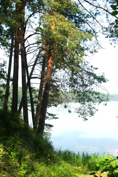 istock riverbank with trees on a wonderful summer day. 1097156974