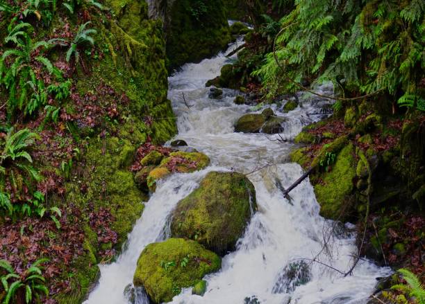 Oregon's Rock Creek West-Central Oregon's Cascade Range.
Willamette National Forest/SW Zone.
The Elusive Rock Creek. willamette national forest stock pictures, royalty-free photos & images