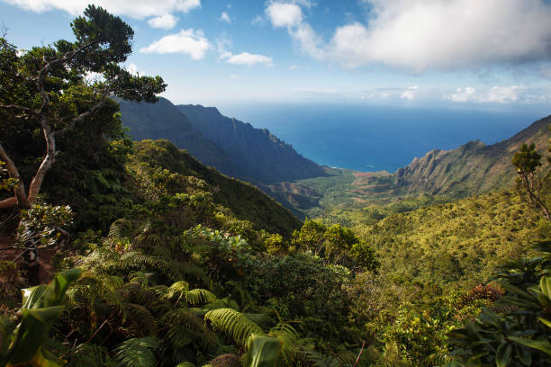 istock Na Pali Coast View from Pihea Trail (to Alakai Swamp) 1097158432