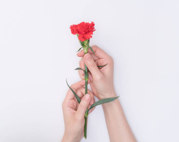 istock female hand hold carnation 1097159274