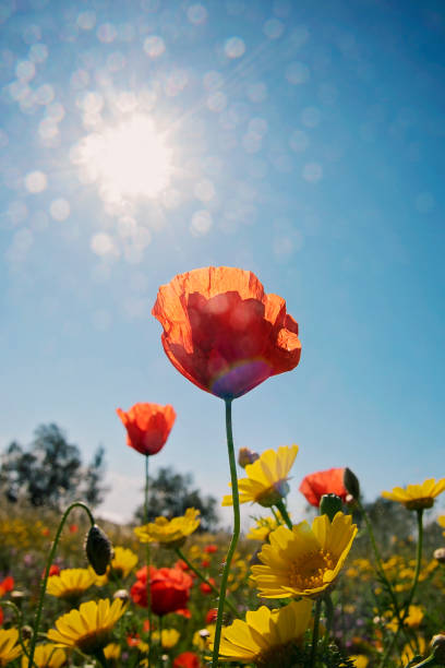 ポピー - poppy flower field floral pattern ストックフォトと画像