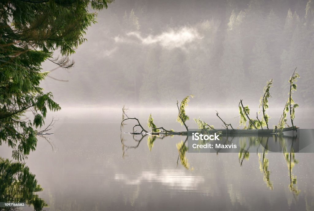 Sasamat Lake, British Columbia Sunshine and mist on Sasamat Lake in Port Moody, British Columbia. Beach Stock Photo