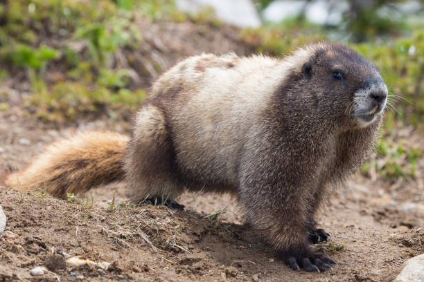 istock Wild Marmot - Mount Rainier 1097166860