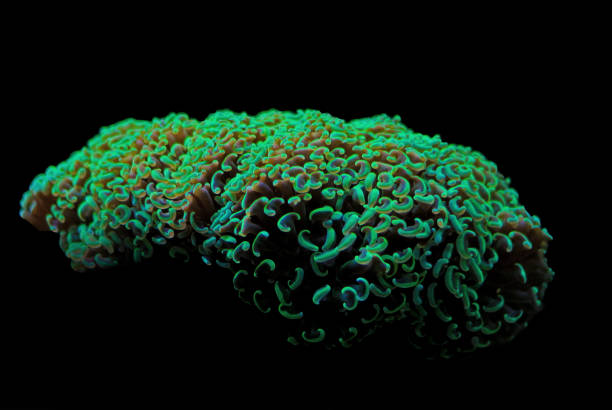 istock Hammer LPS green Coral - Euphyllia ancora 1097167140