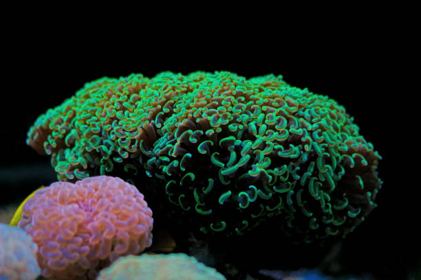 istock Hammer LPS green Coral - Euphyllia ancora 1097167142