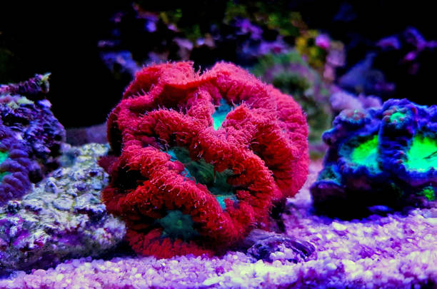 istock Blastomussa LPS colorful Coral - Blastomussa wellsi 1097169302