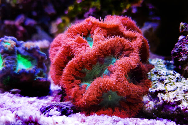 istock Blastomussa LPS colorful Coral - Blastomussa wellsi 1097169304