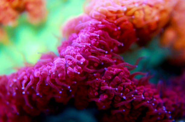 istock Blastomussa LPS colorful Coral - Blastomussa wellsi 1097169314