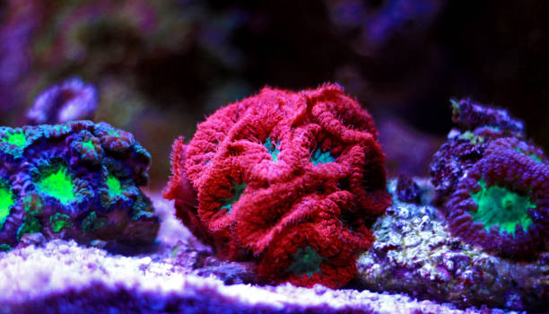 istock Blastomussa LPS colorful Coral - Blastomussa wellsi 1097169320