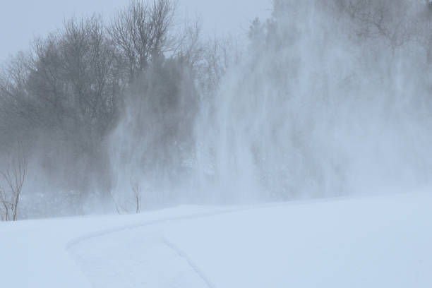 januar winter blizzard new brunswick, kanada - winter landscape canada branch stock-fotos und bilder