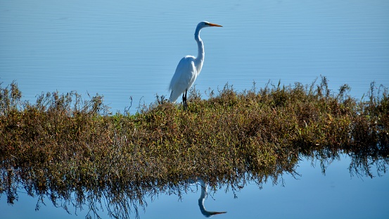 A Great Egret is standing very still at the Bolsa Chica Ecological Reserve in Huntington Beach, CA. The Great Egret is a member of the heron family and has a yellow bill and black legs and feet.