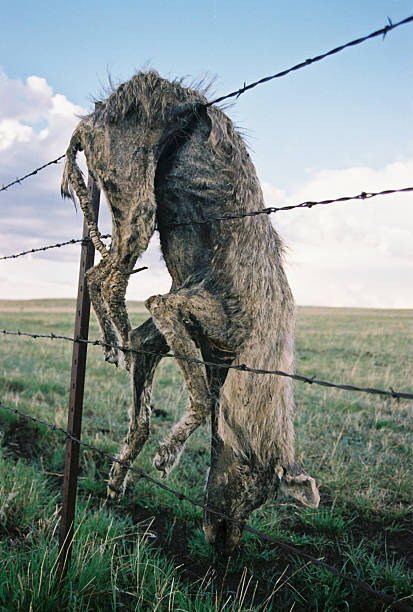 dead coyote pêchés clôture de fil barbelé - coyote desert outdoors day photos et images de collection