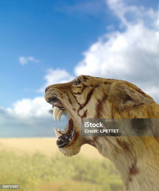 Tygrys I Roar - zdjęcia stockowe i więcej obrazów Safari - Safari, Bez ludzi, Brązowy