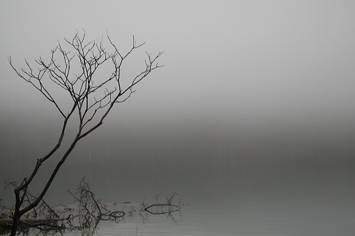 A black and white photo of several trees standing tall in an open field, their branches reaching towards the sky. The contrast between the light and dark tones emphasizes the twisted shapes of the trunks and the intricate patterns of the bare branches.