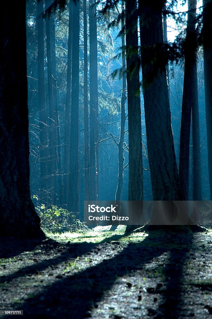 Foresta con ombre e luce solare - Foto stock royalty-free di Foresta