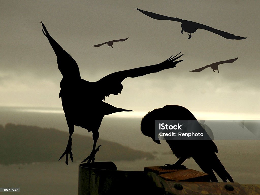 Fantástico Crows - Royalty-free Corvo - Pássaro Foto de stock