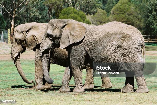 Dos Elefantes Caminar Junto A Otros Foto de stock y más banco de imágenes de Animales de Safari - Animales de Safari, Arrugado, Color - Tipo de imagen