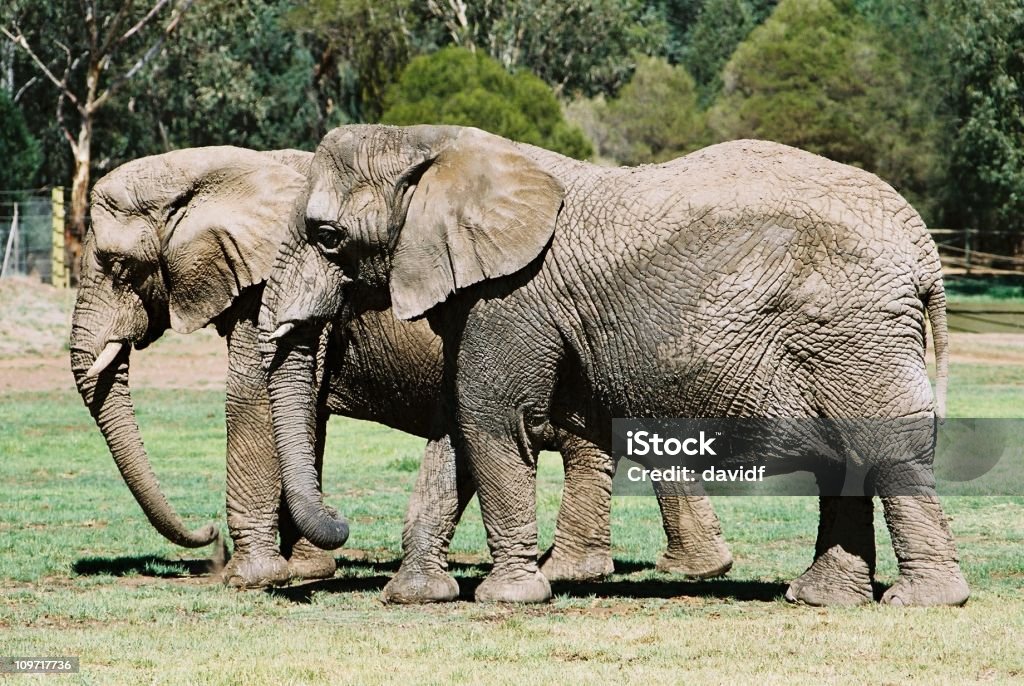 横の 2 つの象のウォーキング - アフリカのロイヤリティフリーストックフォト