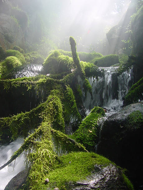 Mountain Creek with Moss and Fog stock photo