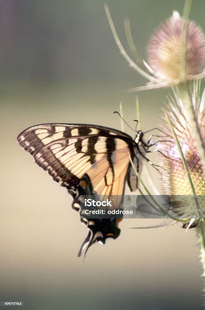 Eastern Tiger Swallowtail Butterfly - Zbiór zdjęć royalty-free (Bez ludzi)