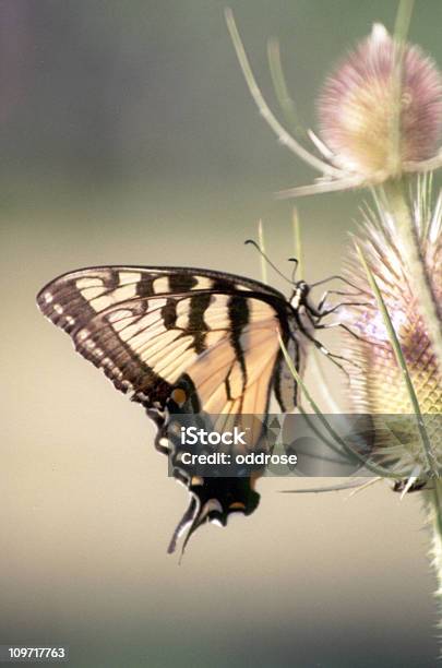 Eastern Tiger Swallowtail Butterfly - zdjęcia stockowe i więcej obrazów Bez ludzi - Bez ludzi, Eastern Tiger Swallowtail, Fotografika
