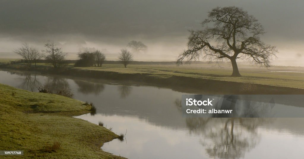 Día nublado y Dryslwyn Oak en la ribera del río Towy - Foto de stock de Sauce libre de derechos