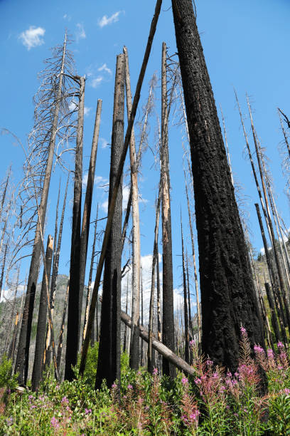 burned forests in north cascades - north cascades national park mountain flower wildflower imagens e fotografias de stock