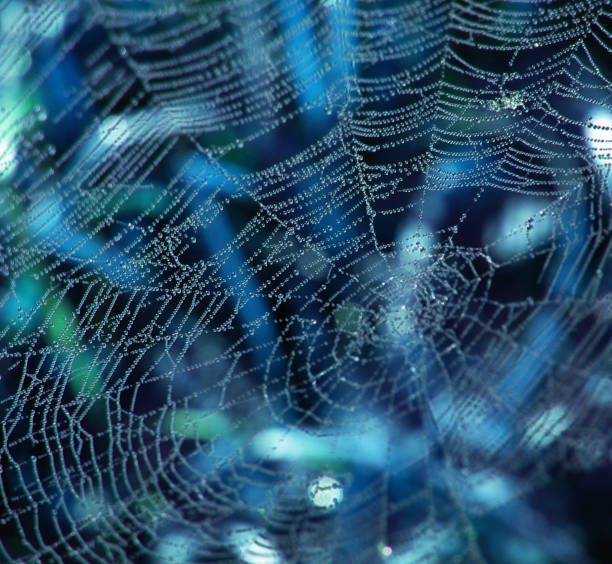 rugiada gocce come perle su una stringa a ragnatela - spider web natural pattern dew drop foto e immagini stock