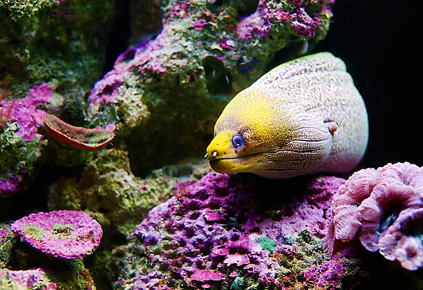 Moray Eel  moray firth stock pictures, royalty-free photos & images