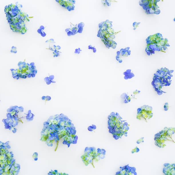 istock Floral frame with blue hydrangea flowers and leaves on white background. Flat lay, top view. Floral background 1097178298