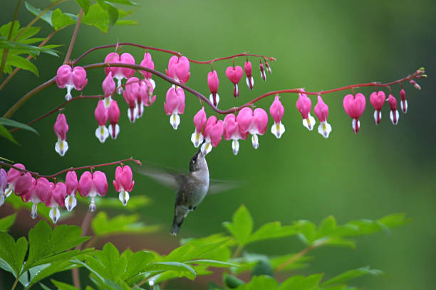 Hummingbird Feeding at Bleeding Heart Bloom stock photo